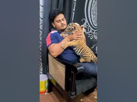 Cute Bengal Tiger and White lion Cub | Nouman Hassan | - YouTube