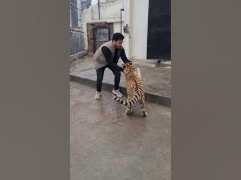 Hug with Royal Bengal Tiger | Nouman Hassan | - YouTube