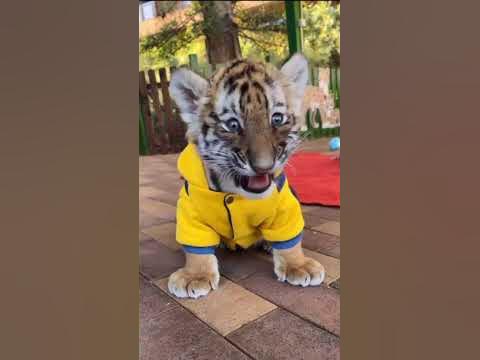 Cute Tiger cub | Nouman Hassan | - YouTube